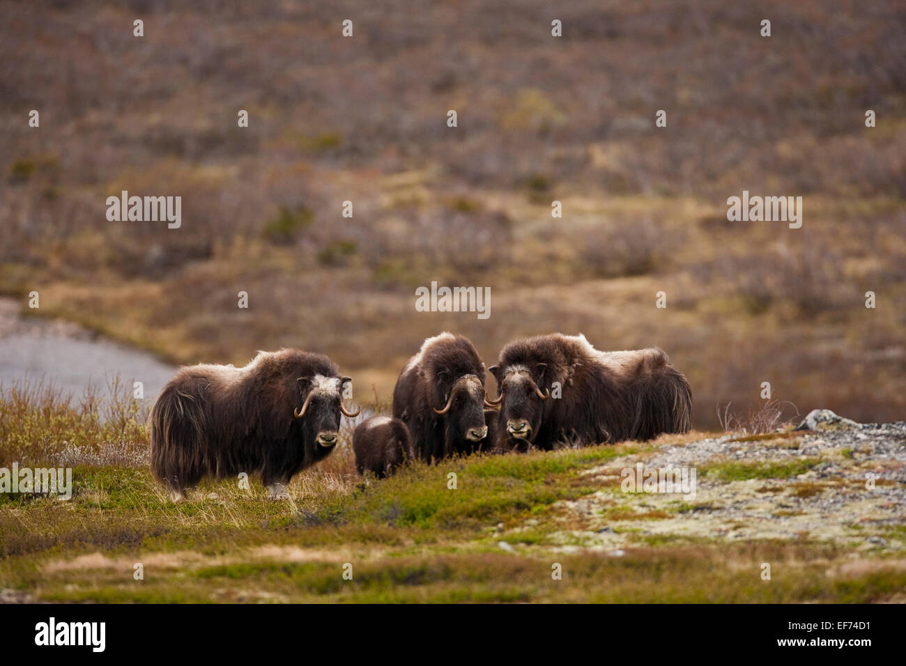 Herd of musk oxen Stock Photo