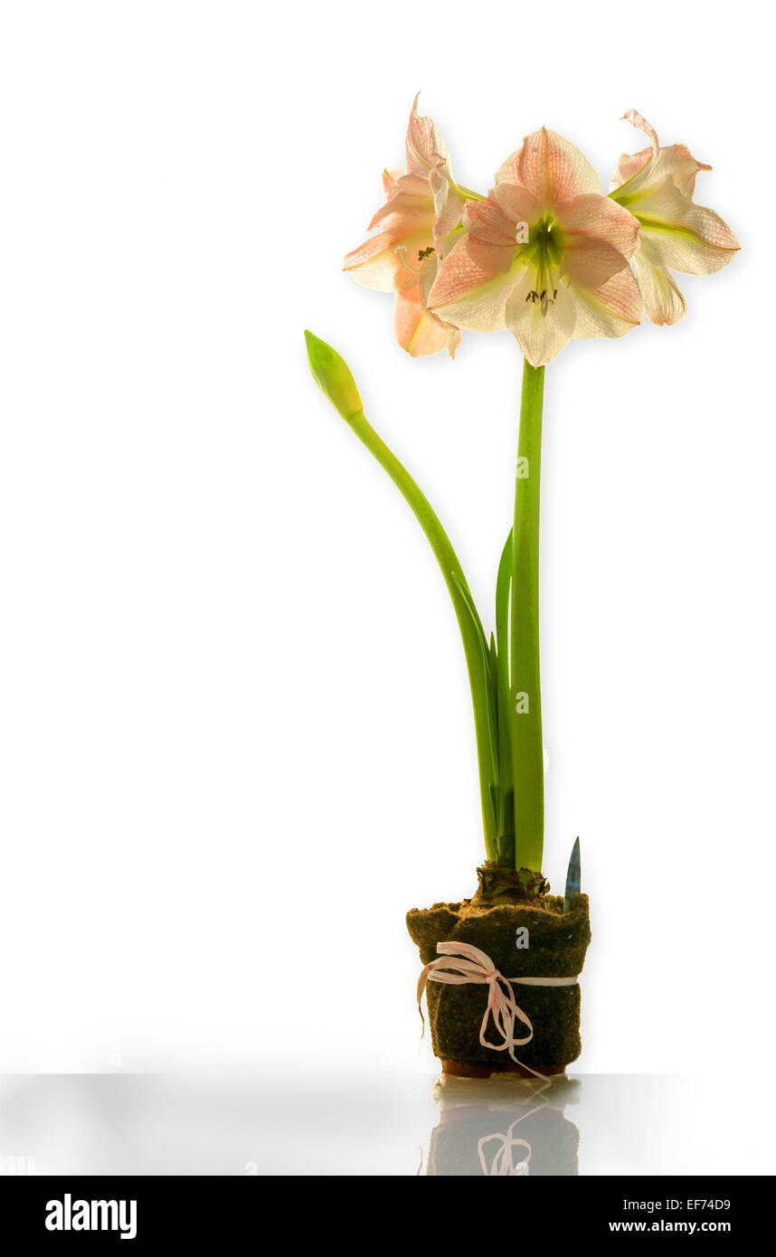 Amaryllis with three blooms and new bud with long stem in decorative pot Stock Photo