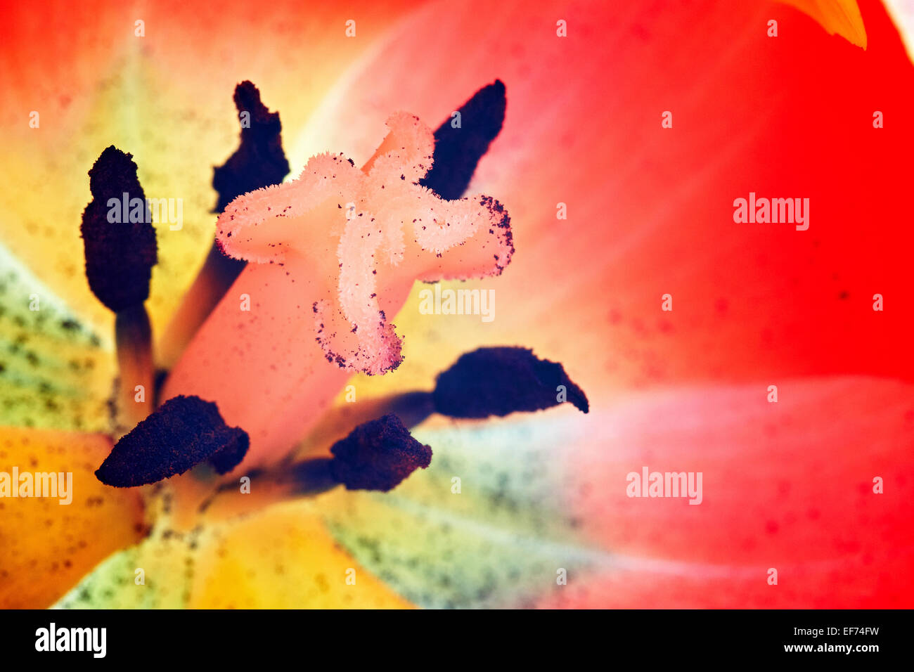 Parrot Tulip (Tulipa), pistil Stock Photo