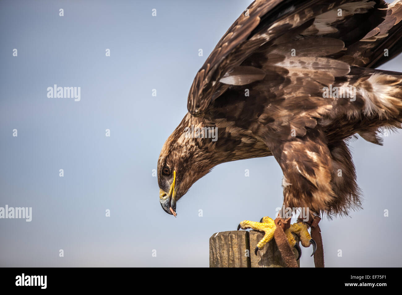 Close up of a Russian Steppe Eagle Stock Photo