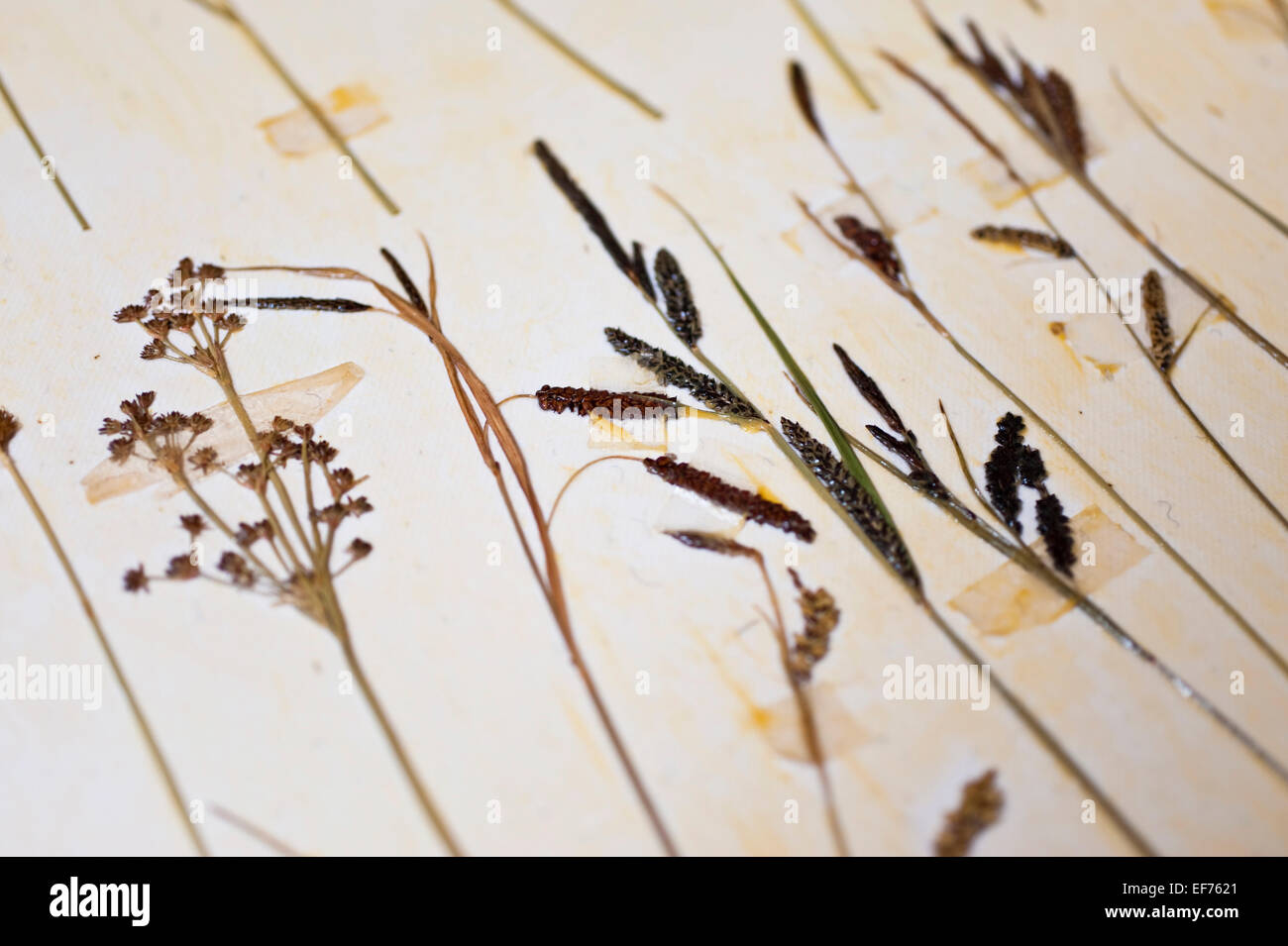 Page 5 - Herbarium High Resolution Stock Photography and Images - Alamy
