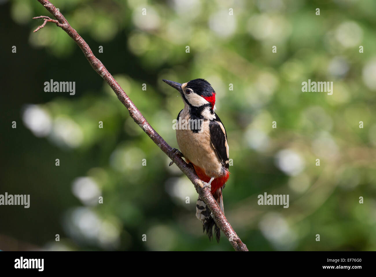 Great Spotted Woodpecker, male, Buntspecht, Männchen, Dendrocopos major, Pic épeiche, Specht, Woodpeckers, Spechte Stock Photo