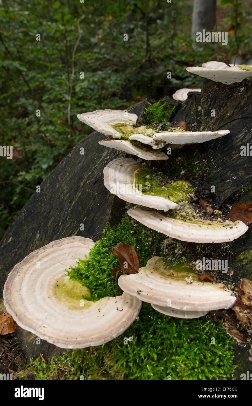 Lumpy bracket, deadwood, dead wood, Buckel-Tramete, Buckeltramete, Tramete, auf Baumstubben, Totholz, Trametes gibbosa, Baumpilz Stock Photo