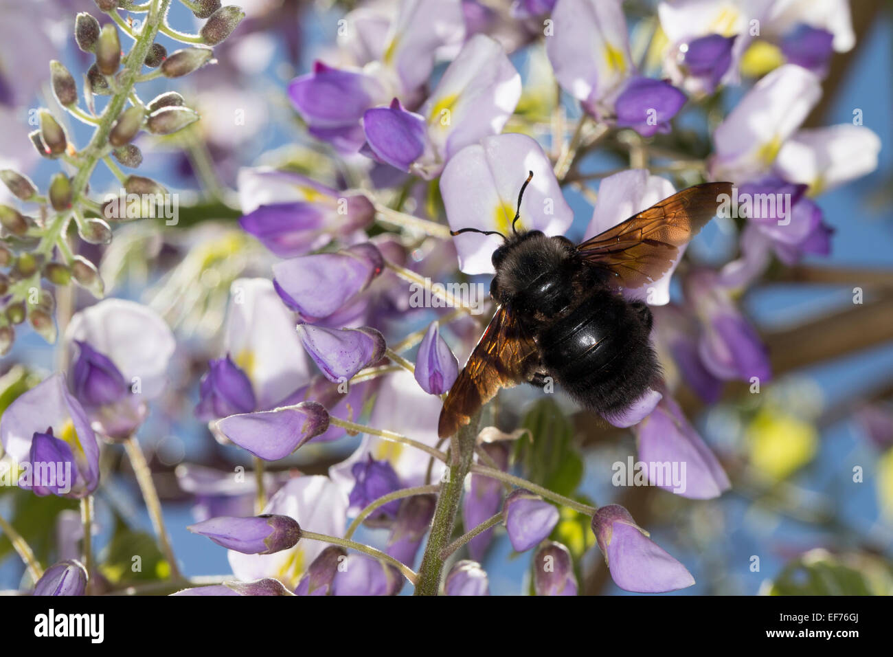 Violet carpenter bee, Indian Bhanvra, Blaue Holzbiene, Blauschwarze Holzbiene, Große Holzbiene, Blütenbesuch, Xylocopa violacea Stock Photo