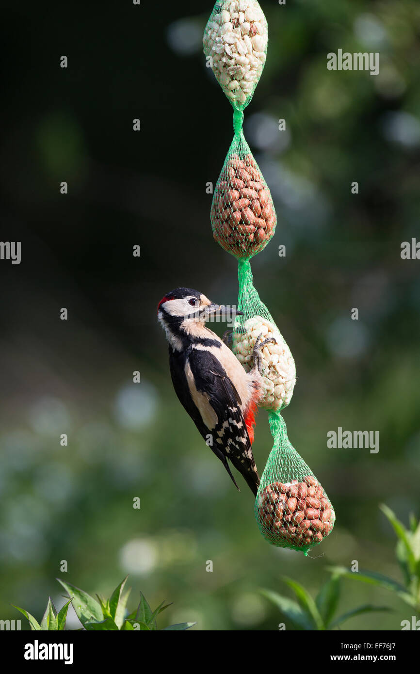 Great Spotted Woodpecker, male, Buntspecht, Männchen, Pic épeiche, Dendrocopos major, Erdnüsse, Spechte, Woodpeckers Stock Photo