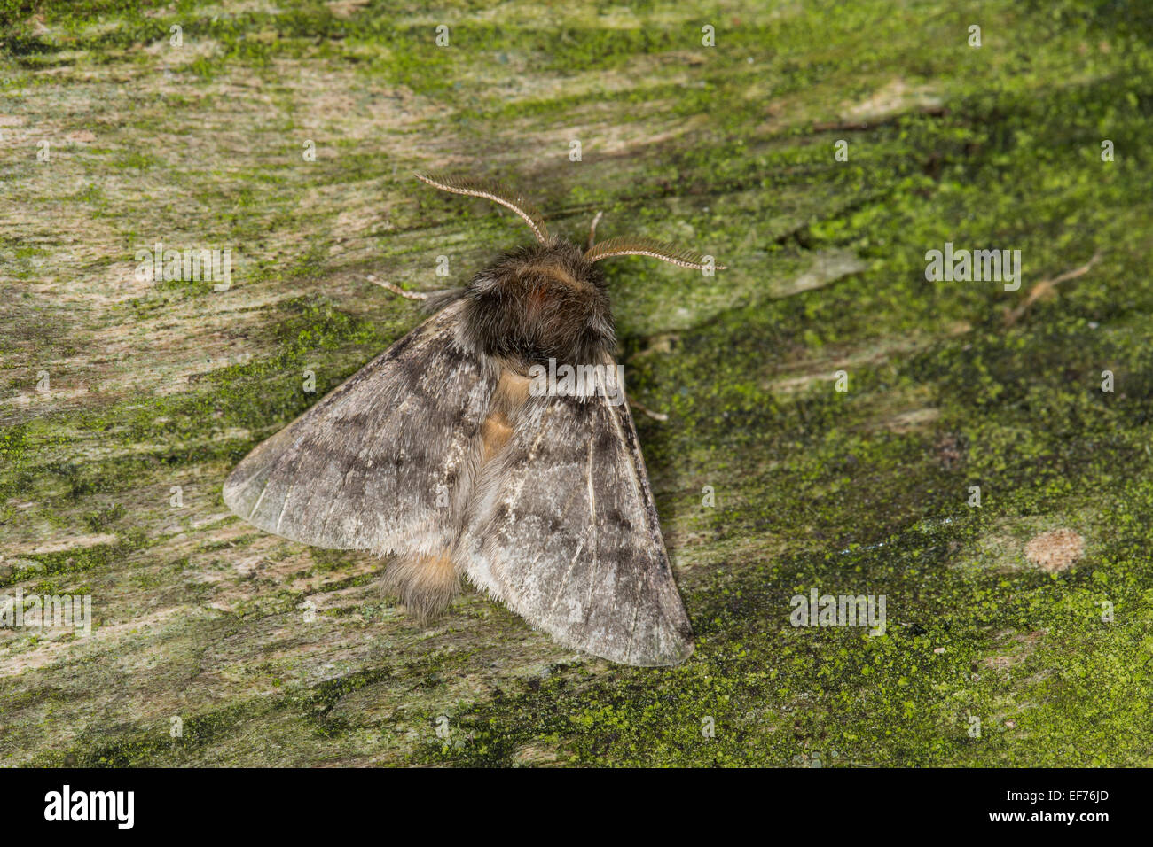 Oak processionary moth hi-res stock photography and images - Alamy