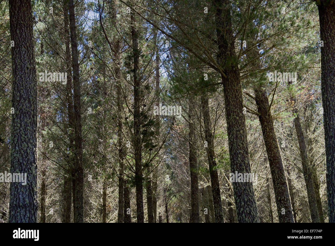 Close up of larch trees, Larix decidua Stock Photo