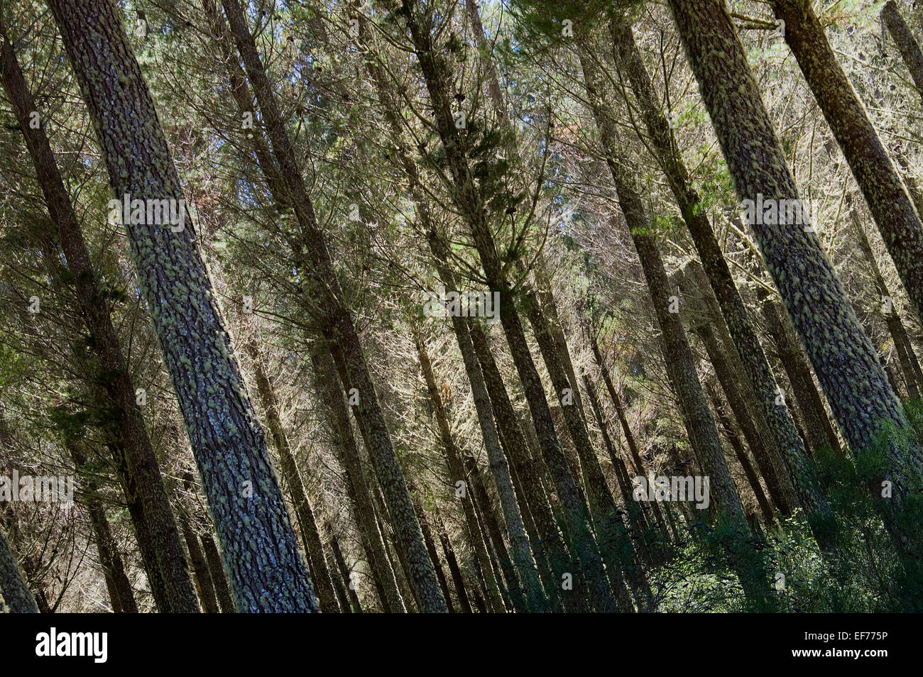 larch trees, Larix decidua Stock Photo