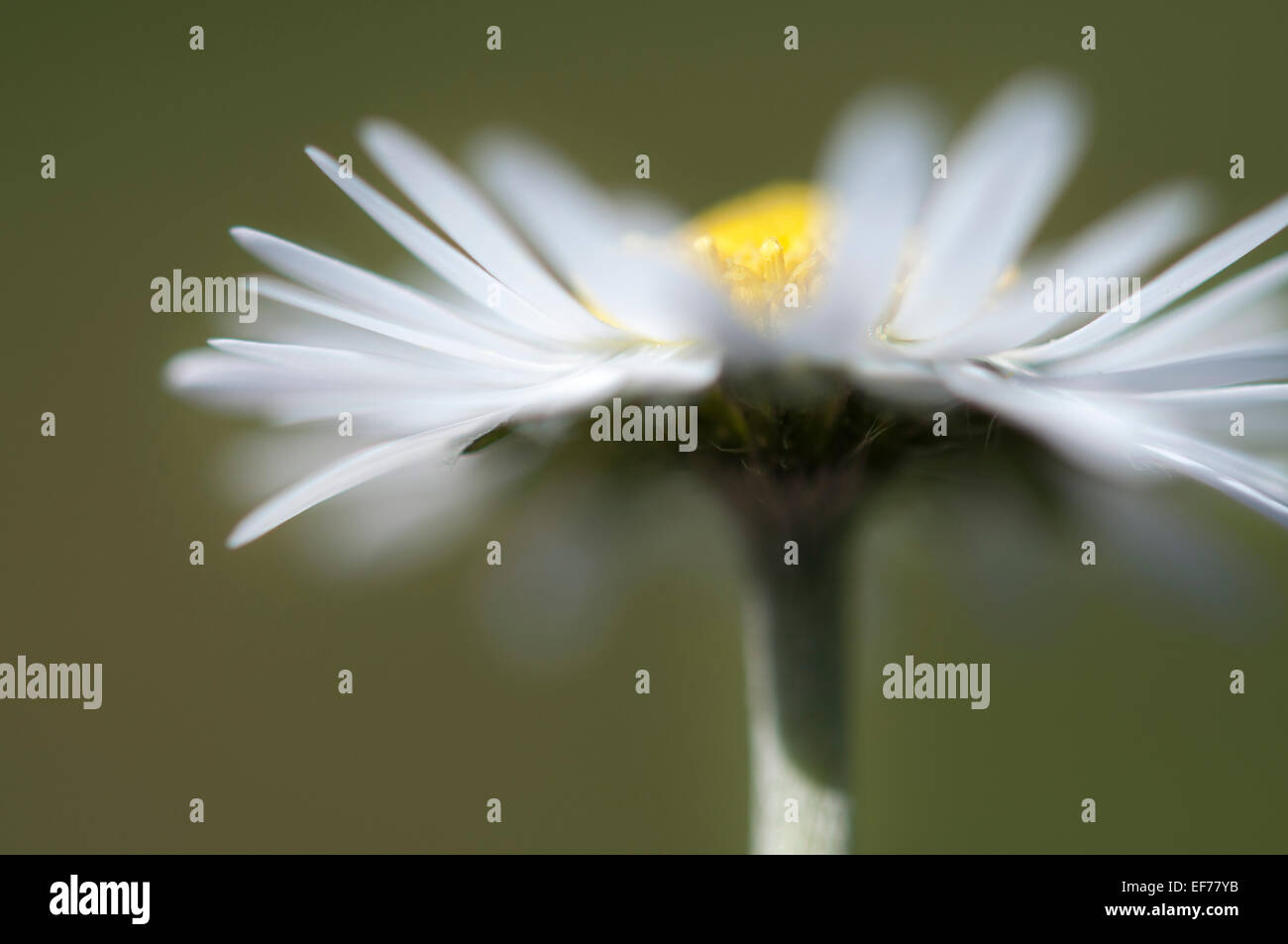 Daisy (Bellis Perennis) in side view with blurry white petals and yellow middle. A single stem in close up. Stock Photo