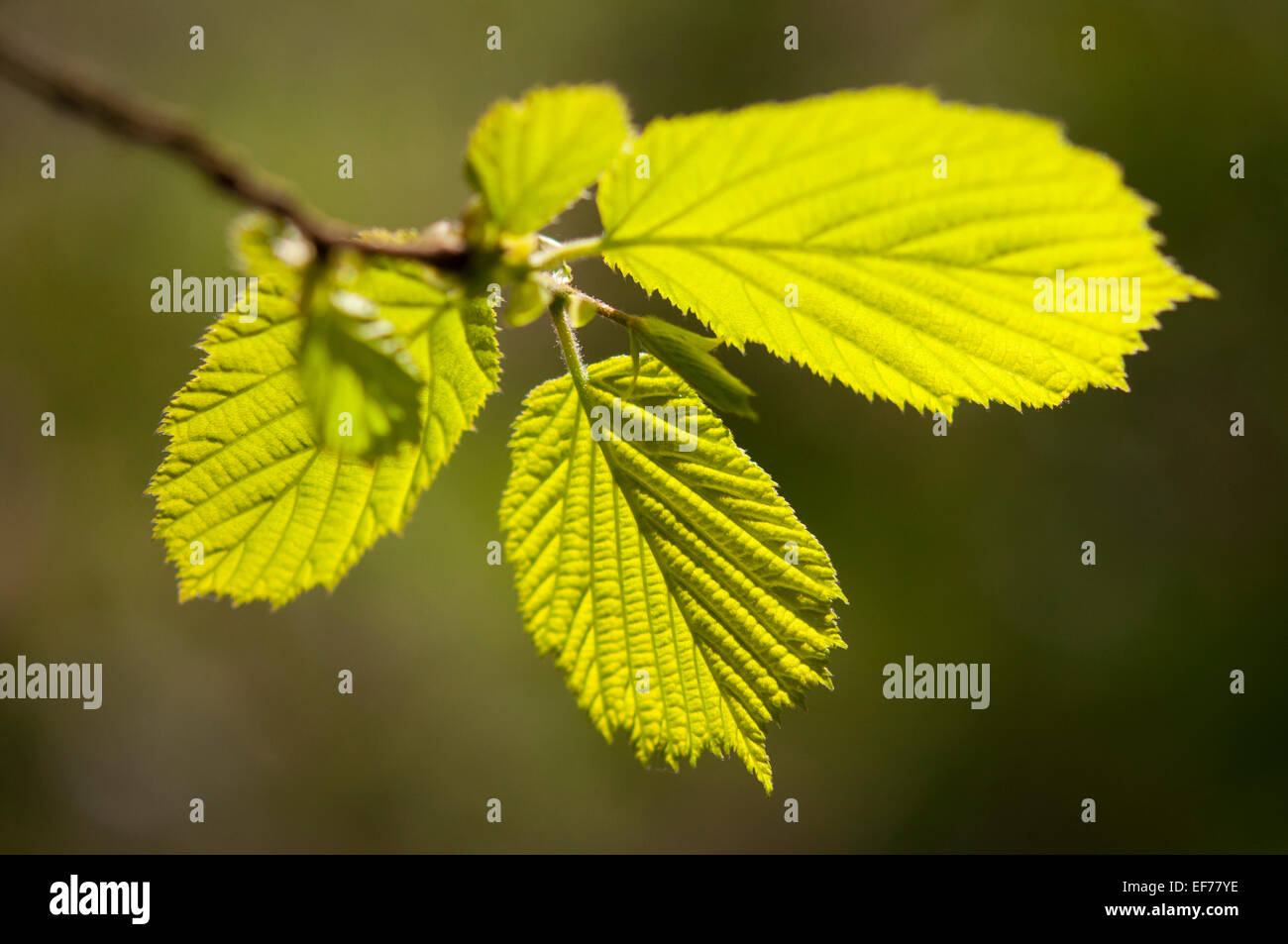 Sunlit new leaves of a Hazel tree in an English woodland. Glowing green in the spring sunshine. Stock Photo