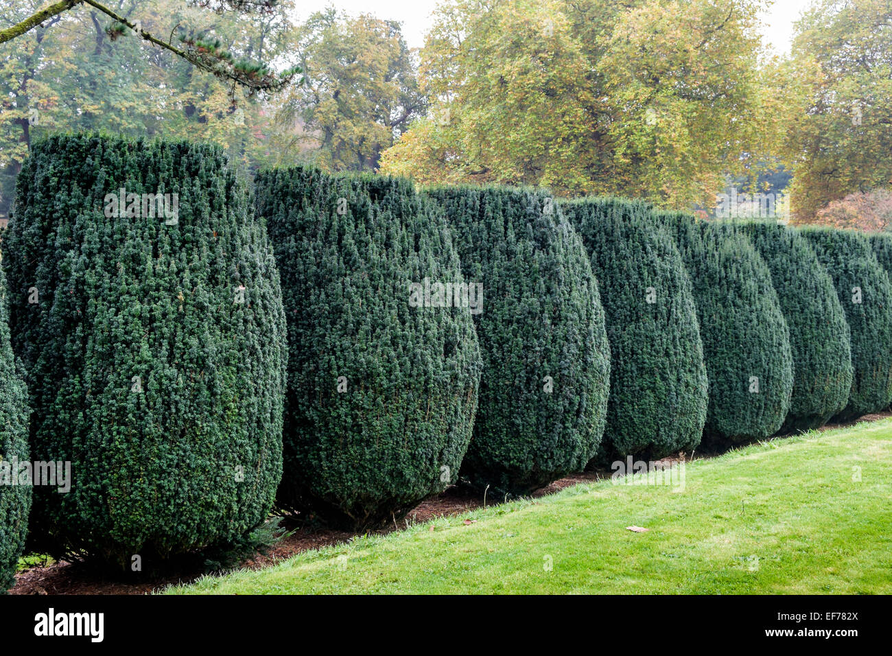 Row of clipped Yew trees in Autumn Stock Photo