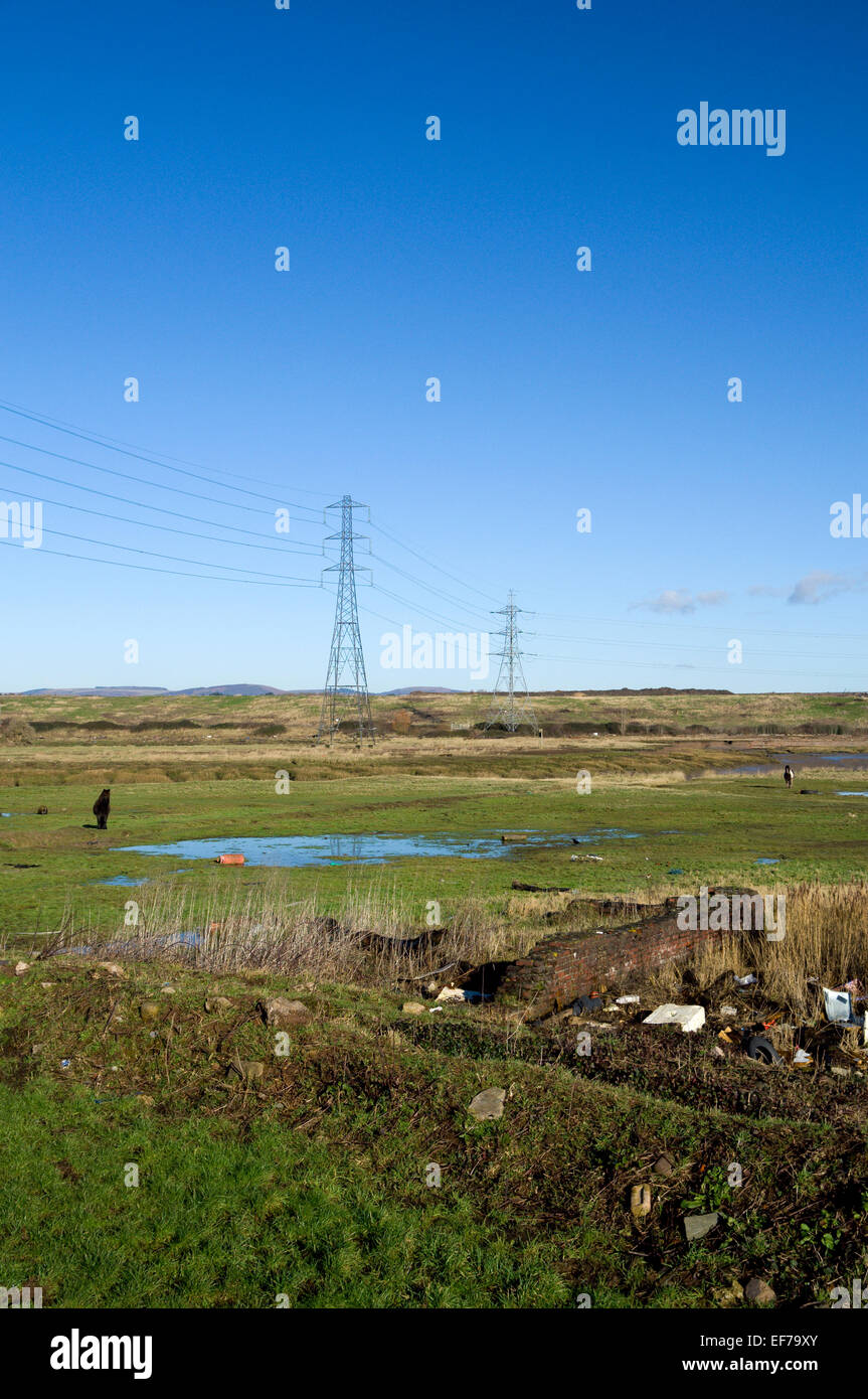 Horses grazing on waste land, Pengam Moors, Cardiff, Wales, UK Stock