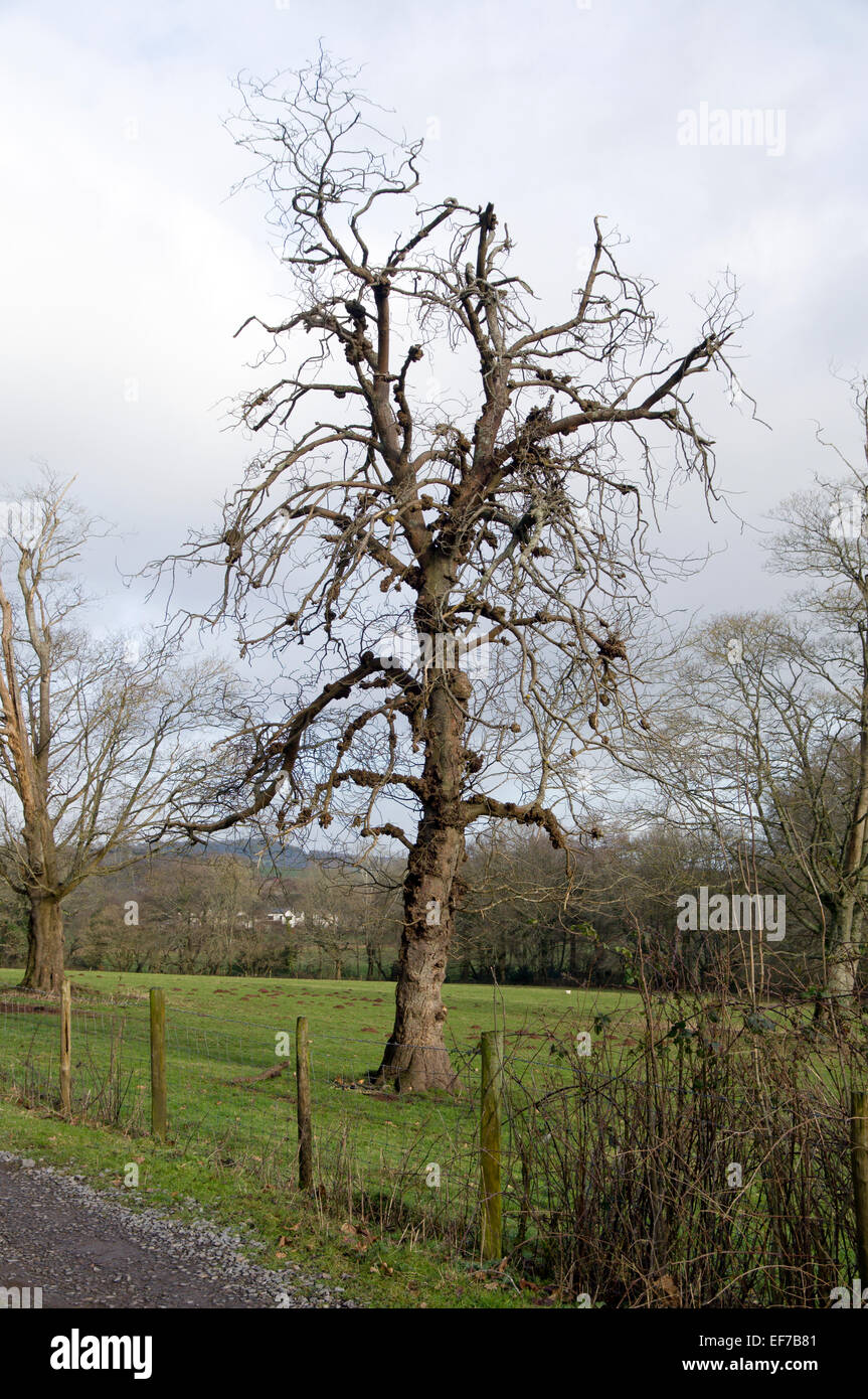 Black Knot tree decease, Wales Stock Photo Alamy