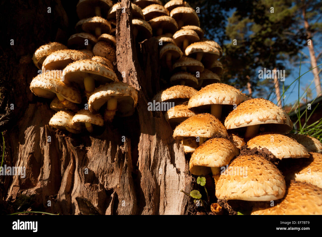 Armillaria fungus in tree Stock Photo