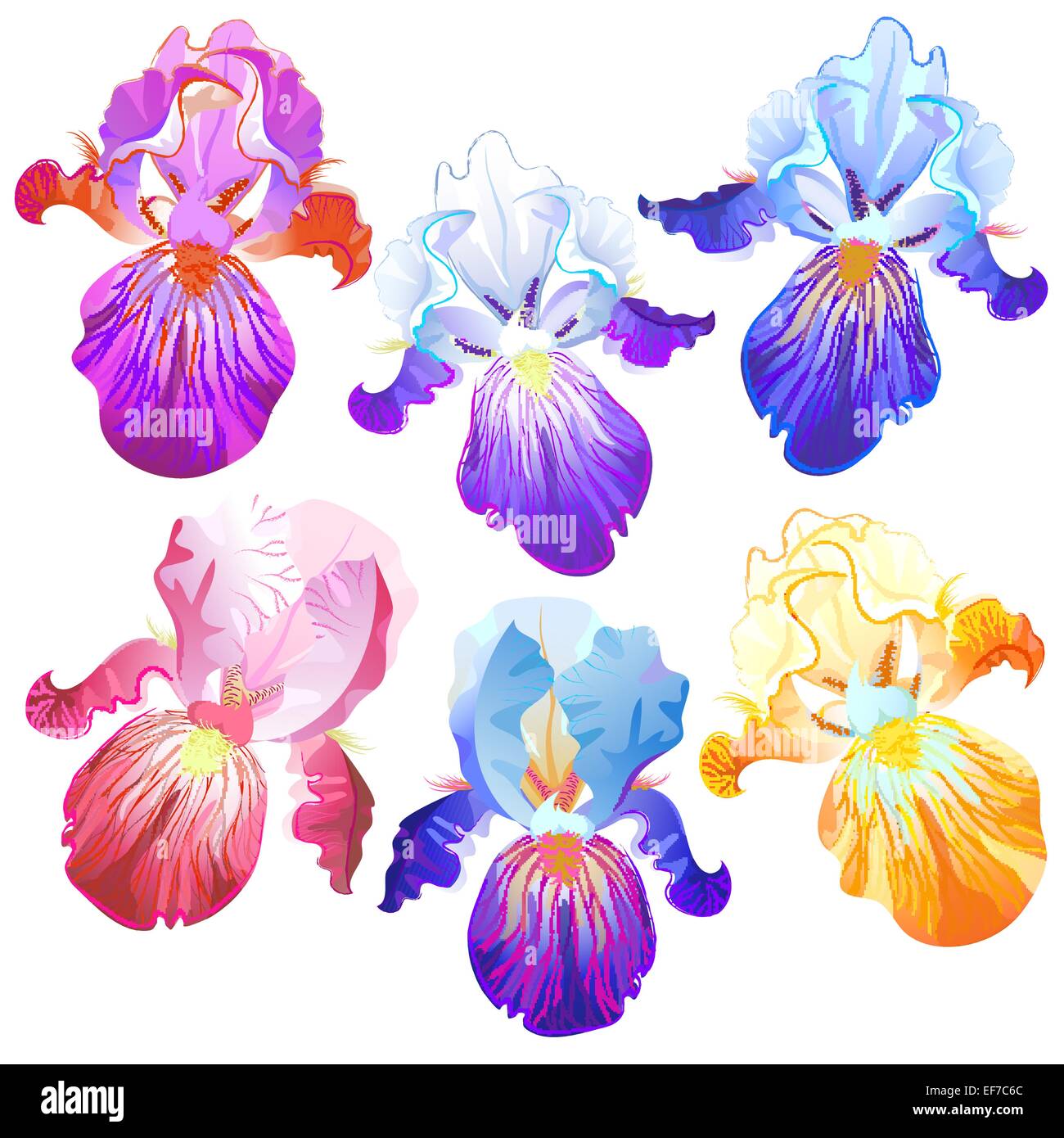 Vector isolated on the white background pink, blue, violet,orange iris flowers for your design Stock Vector