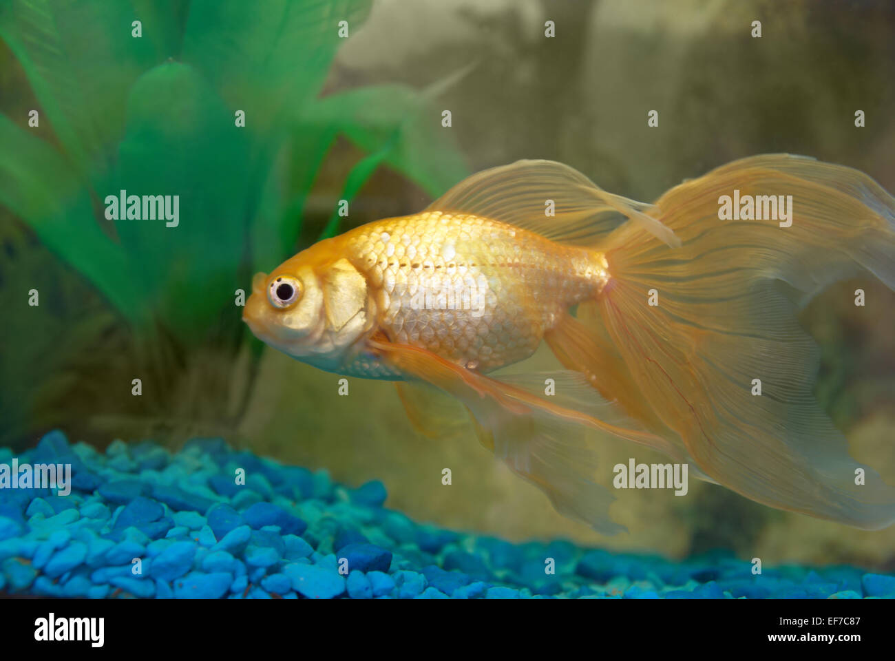 Golden top tropical fish