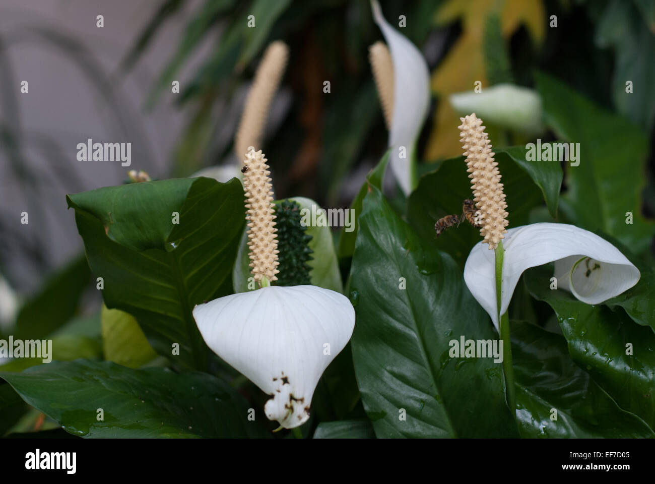 Help my buddy :) Stock Photo