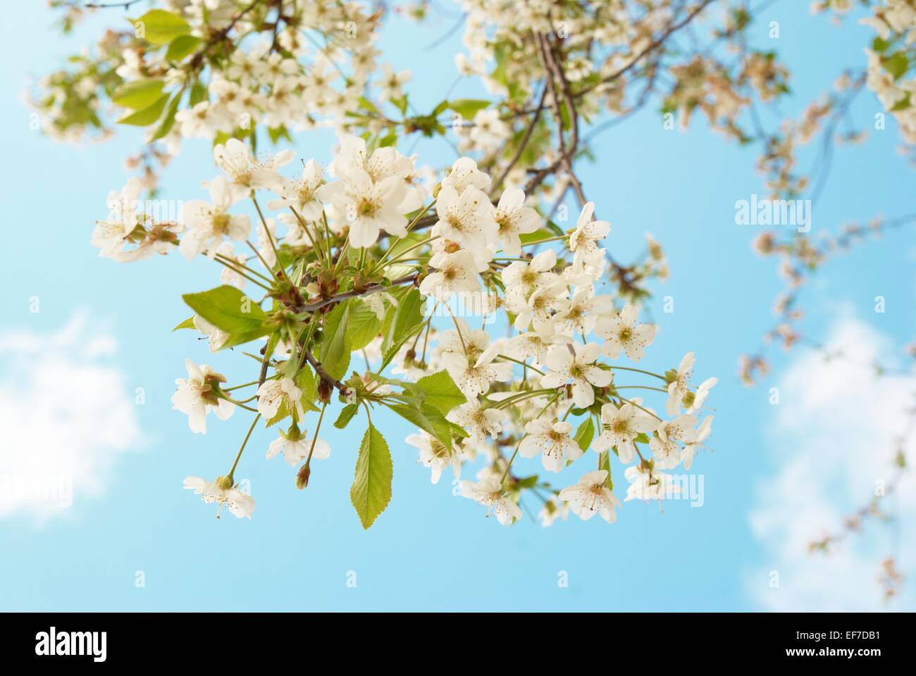 White cherry flowers with blue sky background Stock Photo - Alamy