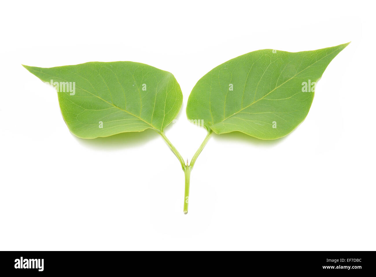 Листья сирени отдельноартинки для детей. Форма листьев сирени. Как выглядит лист сирени. Сирень обыкновенная листья. Сирень обыкновенная листья.