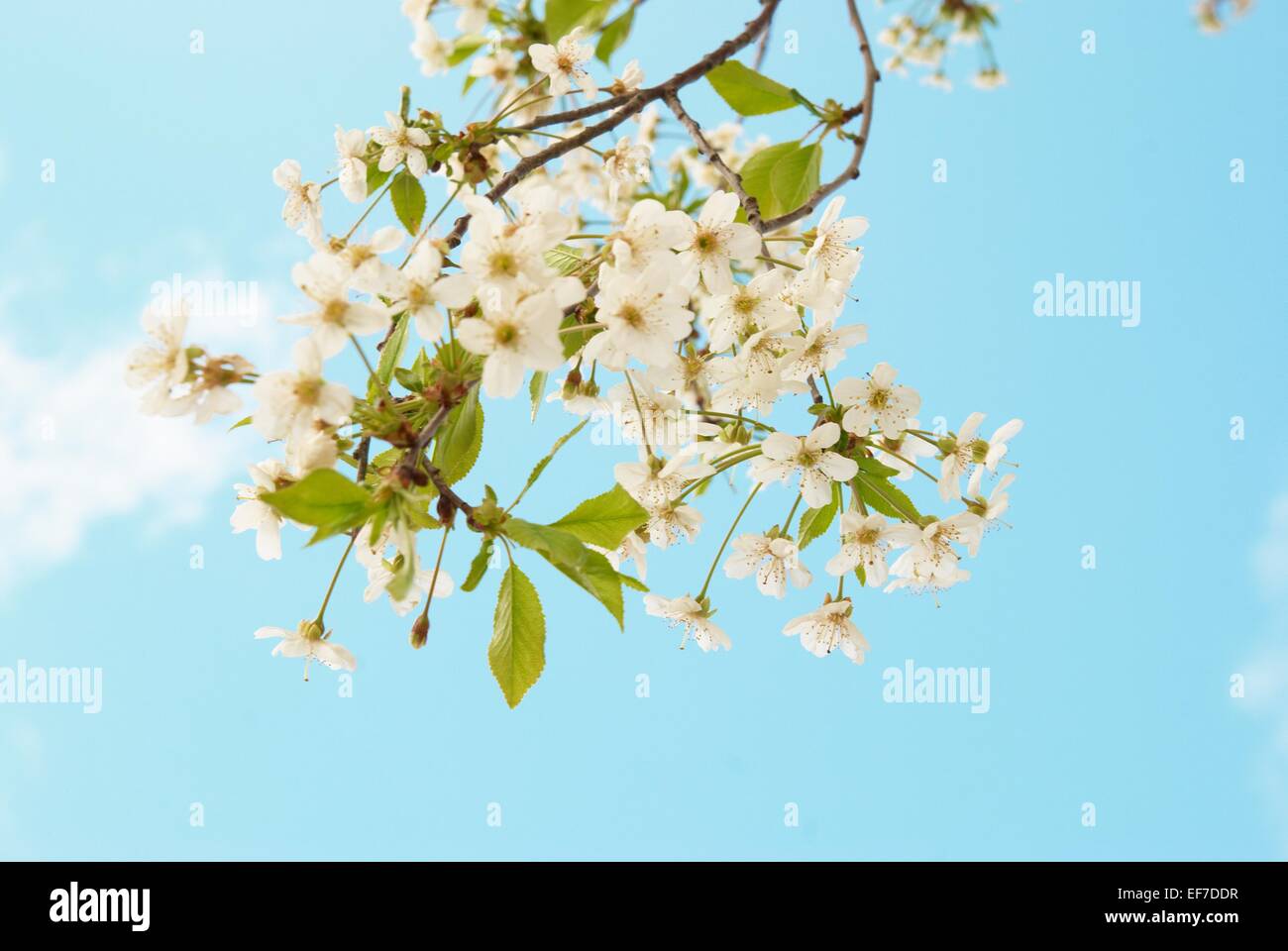 White cherry flowers with blue sky background Stock Photo - Alamy