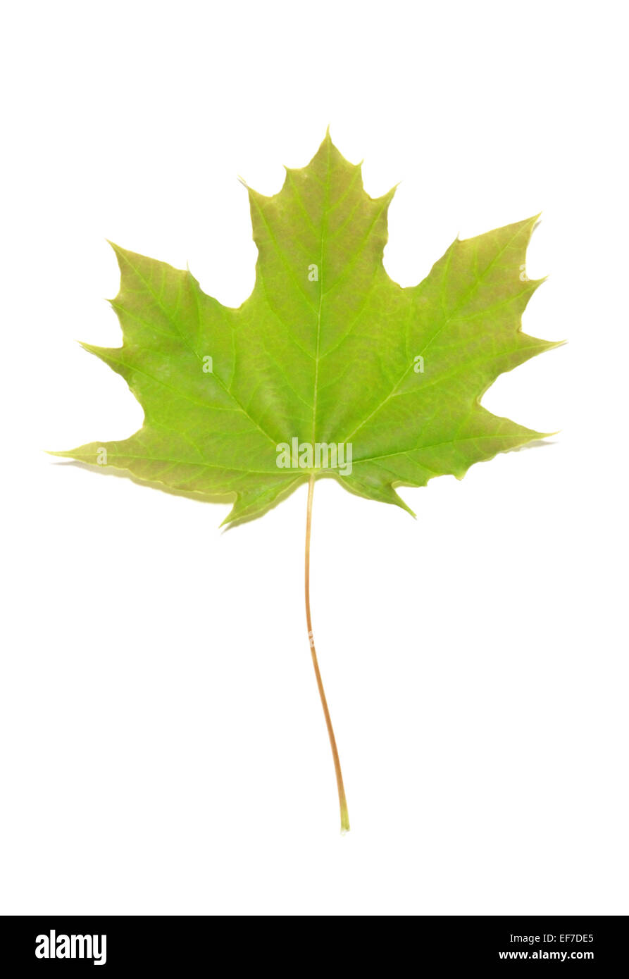 Green maple leaf isolated on white background Stock Photo - Alamy