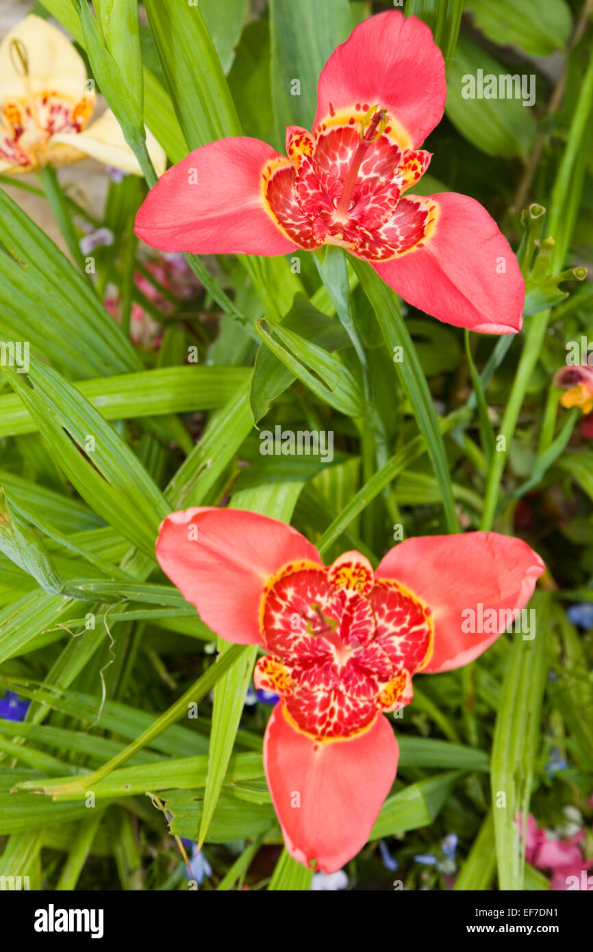 Pair of symetrical red tigridia flowers Stock Photo Alamy