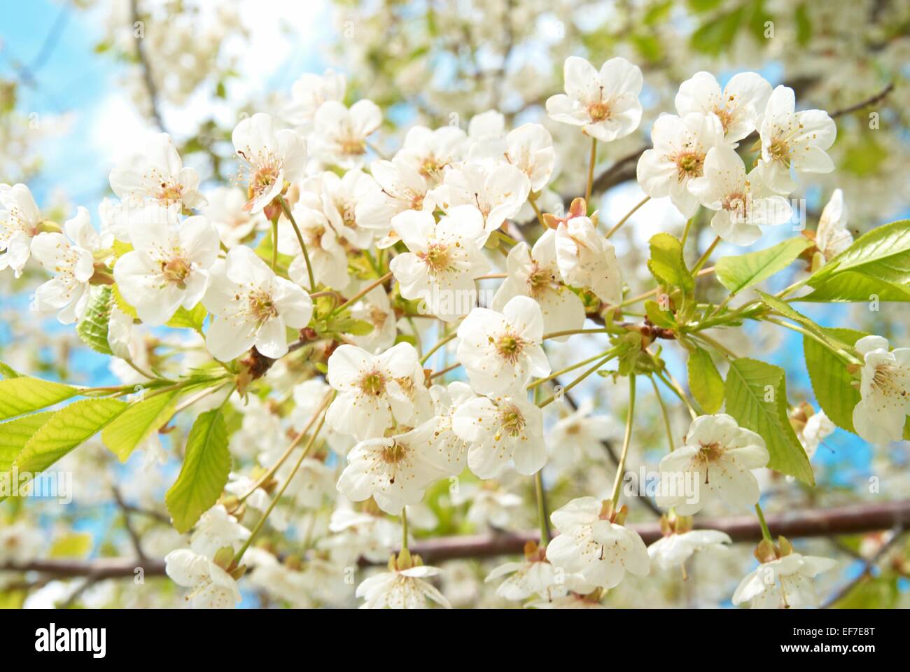 White cherry flowers with blue sky background Stock Photo - Alamy