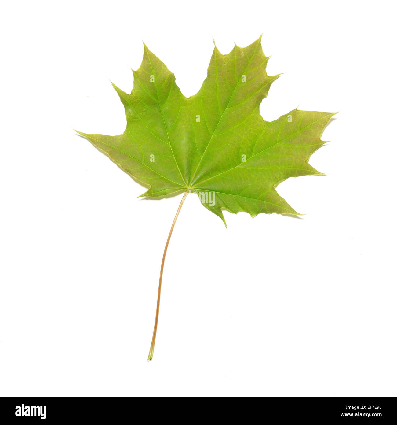 Green maple leaf isolated on white background Stock Photo - Alamy