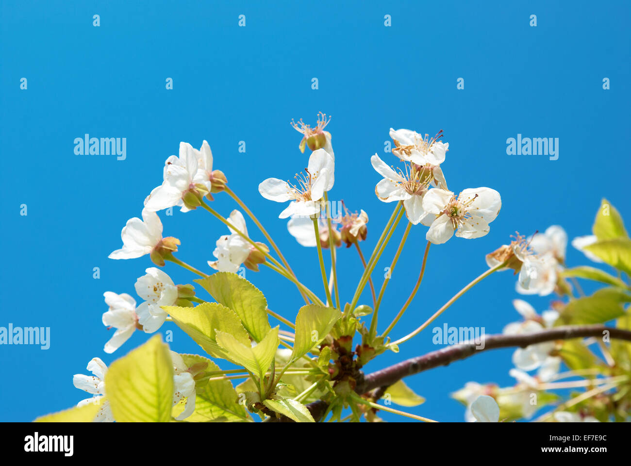 White cherry flowers with blue sky background Stock Photo - Alamy