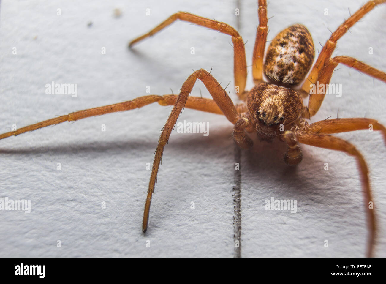 Brown house spider hi-res stock photography and images - Alamy