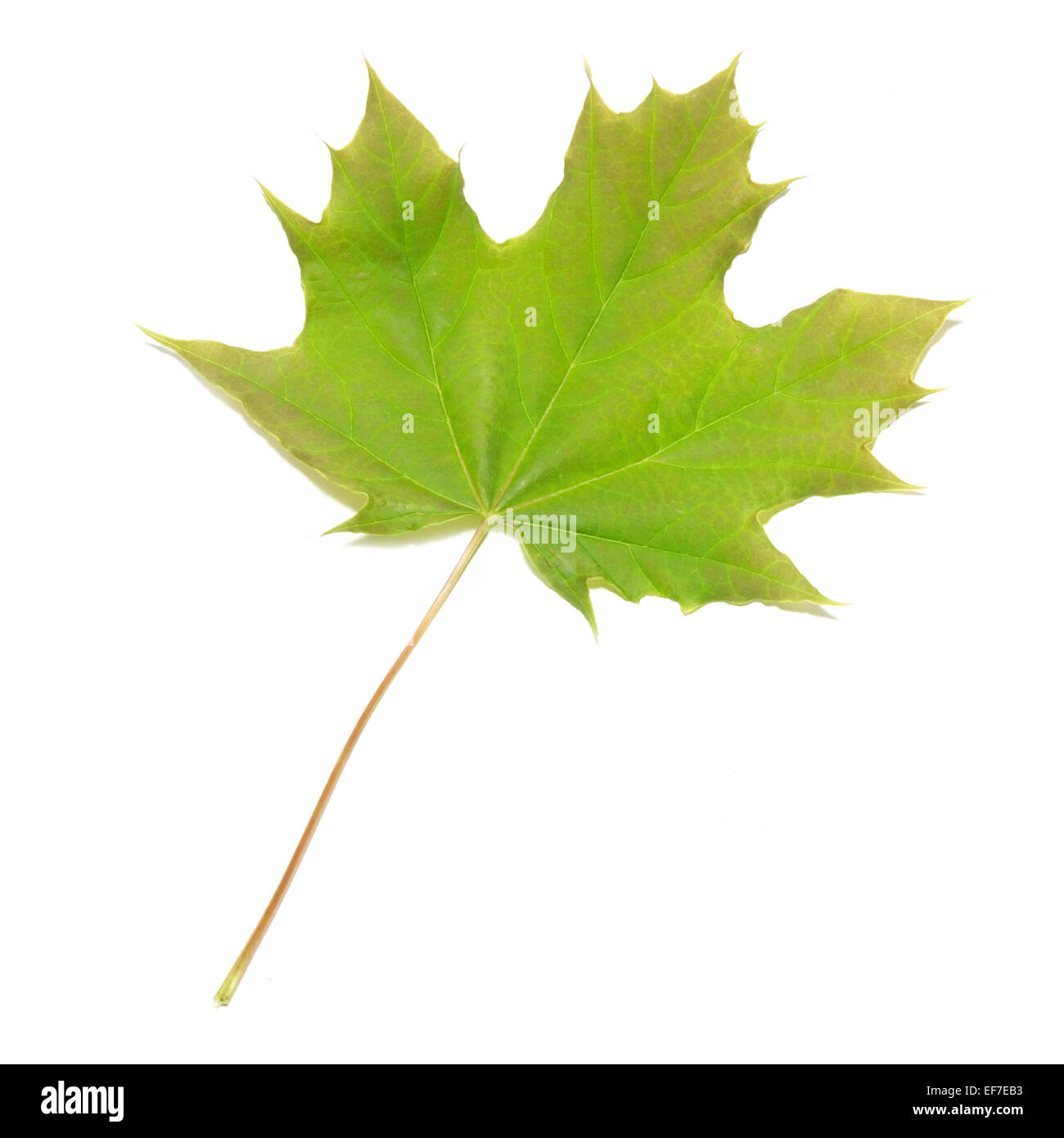 Green maple leaf isolated on white background Stock Photo - Alamy
