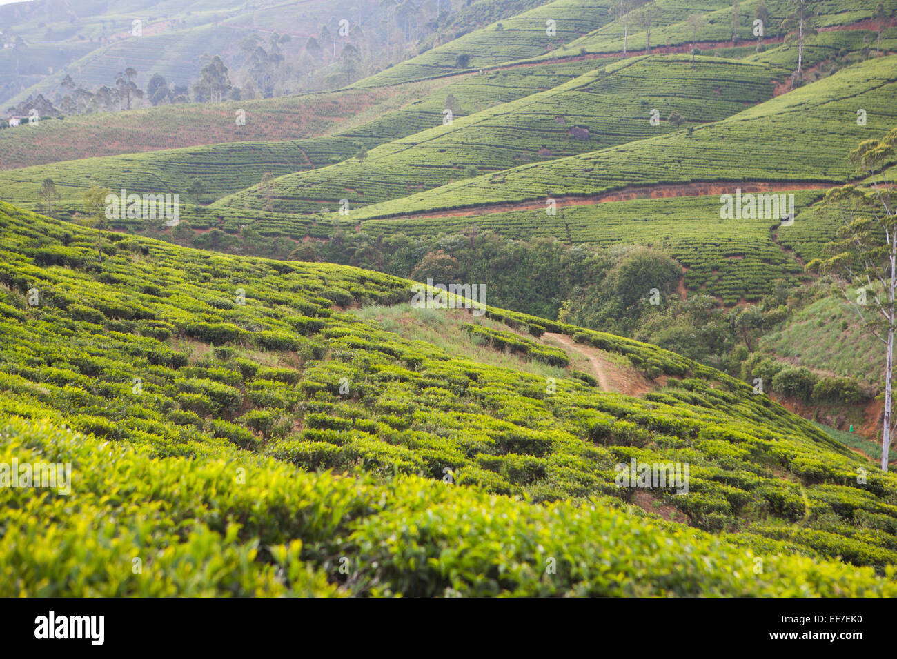 VIEW ACROSS NUWARA ELIYA TEA PLANTATIONS IN THE SOUTHERN HILL COUNTRY Stock Photo