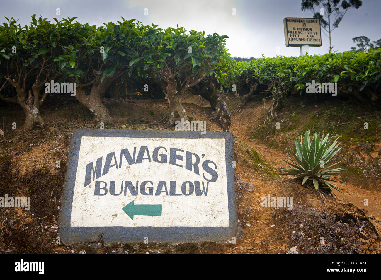 TEA PLANTATION SIGN; MANAGER'S BUNGALOW Stock Photo