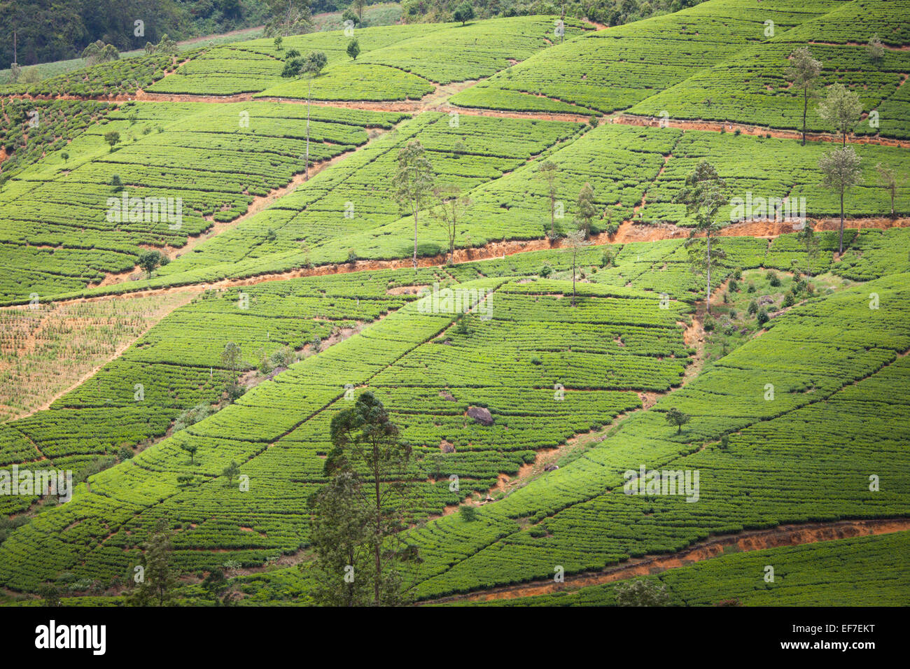 TEA PLANTATIONS IN NUWARA ELIYA; SOUTHERN HILL COUNTRY Stock Photo