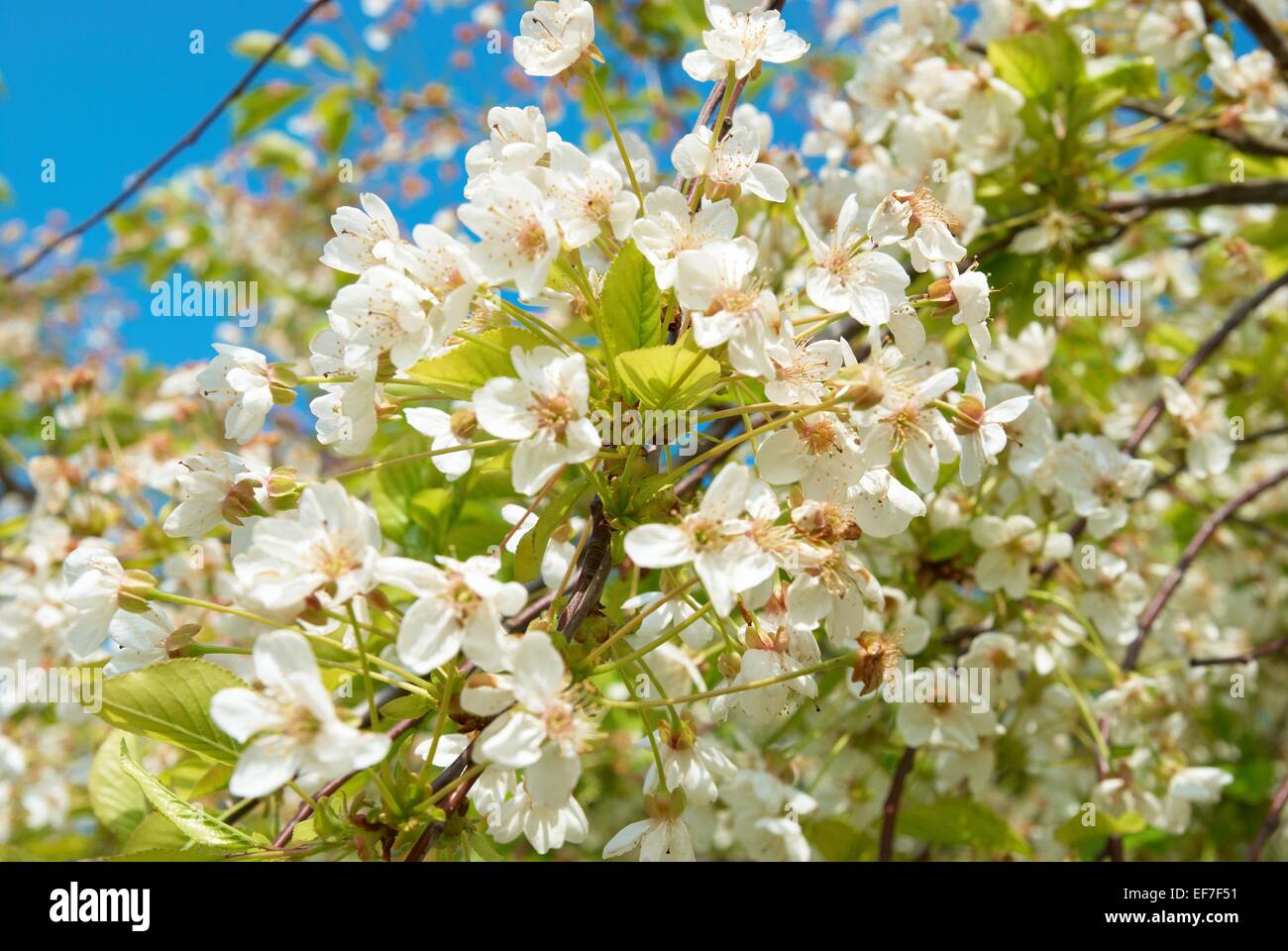 White cherry flowers with blue sky background Stock Photo - Alamy