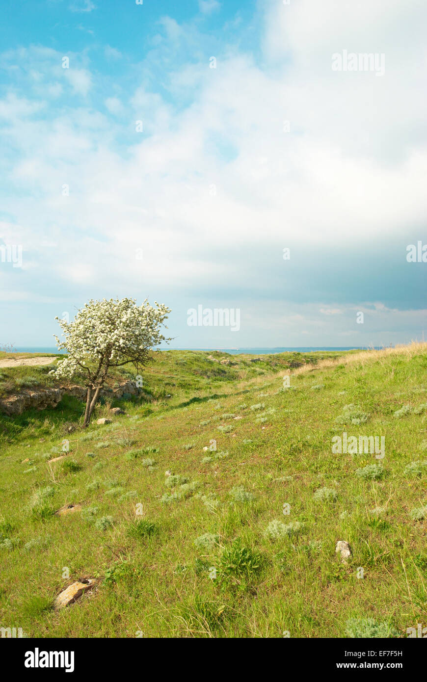 Green grass with blue sky and clouds Stock Photo - Alamy