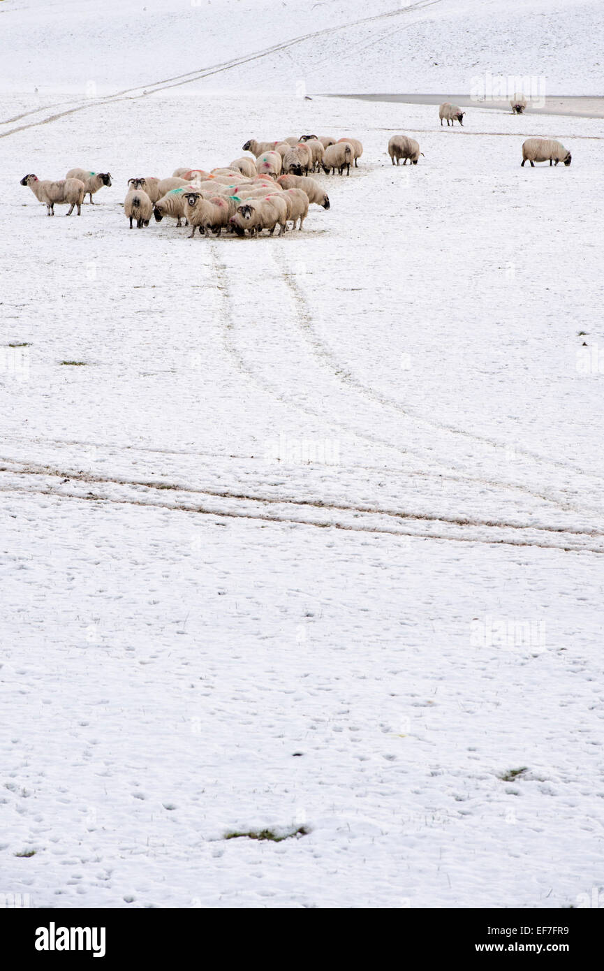 Sheep in a snow covered field in winter. Scotland Stock Photo