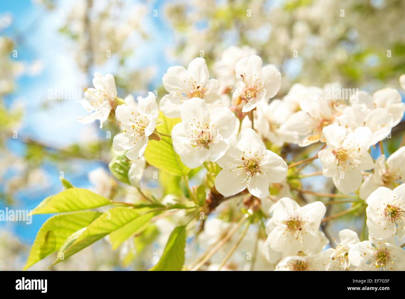 White cherry flowers with blue sky background Stock Photo - Alamy