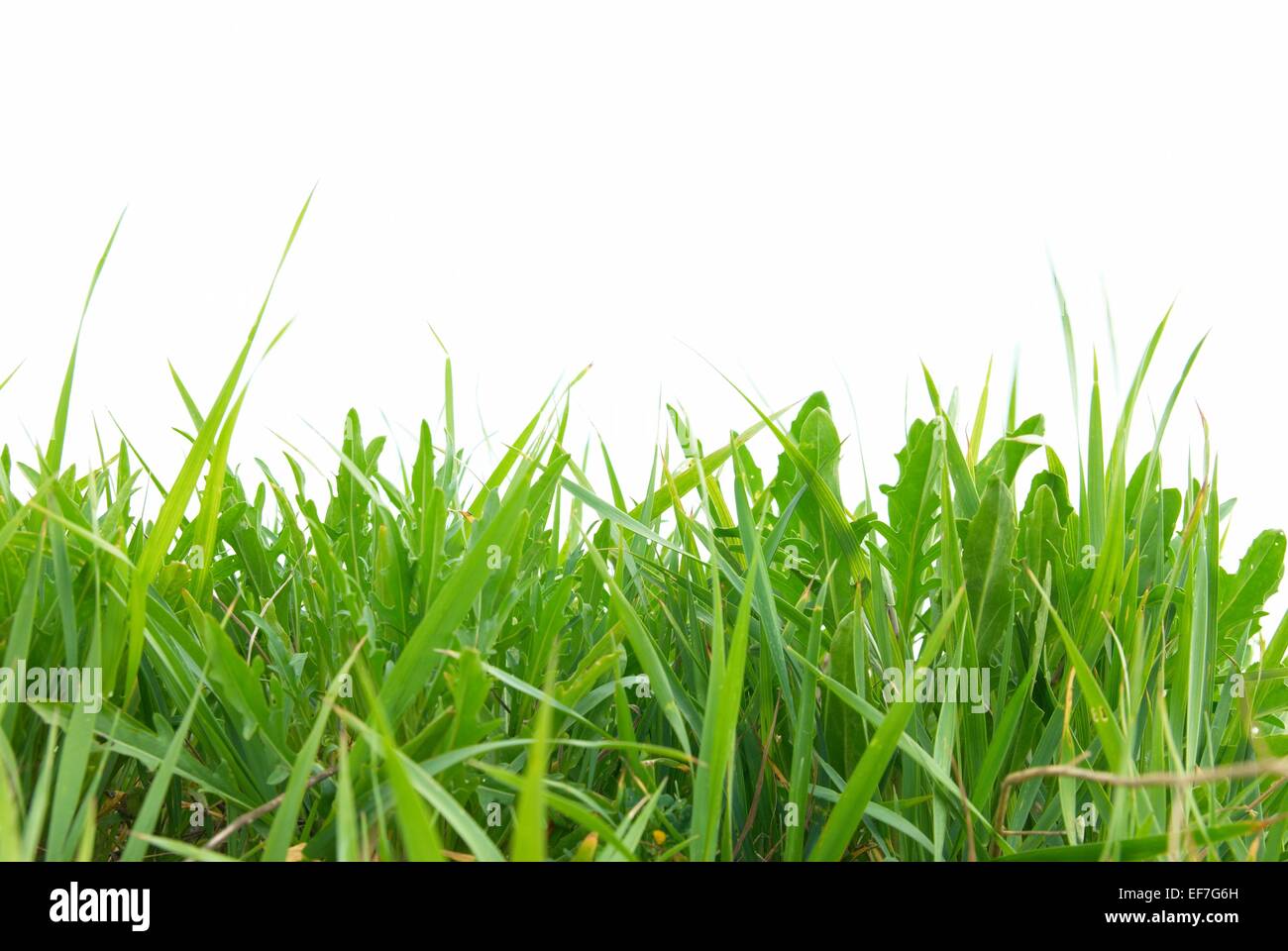Green grass isolated on the white background Stock Photo - Alamy