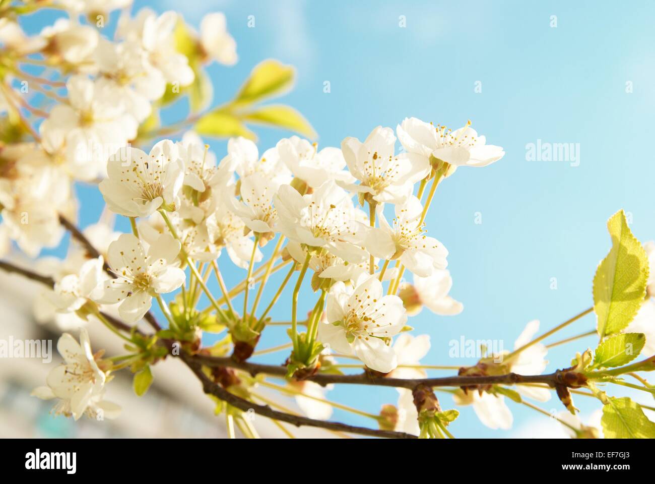 White cherry flowers with blue sky background Stock Photo - Alamy