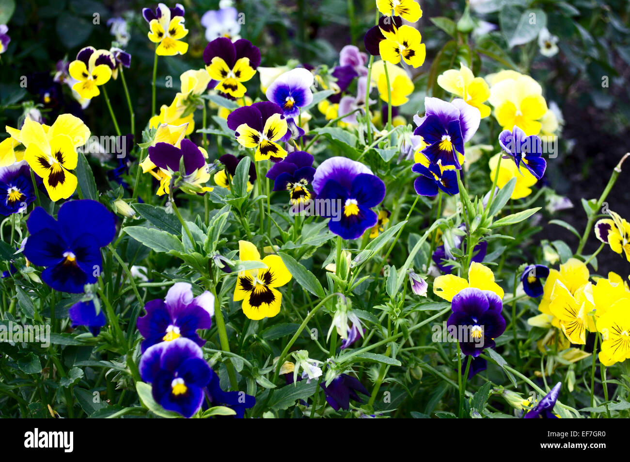 Blue and yellow pansies Stock Photo Alamy