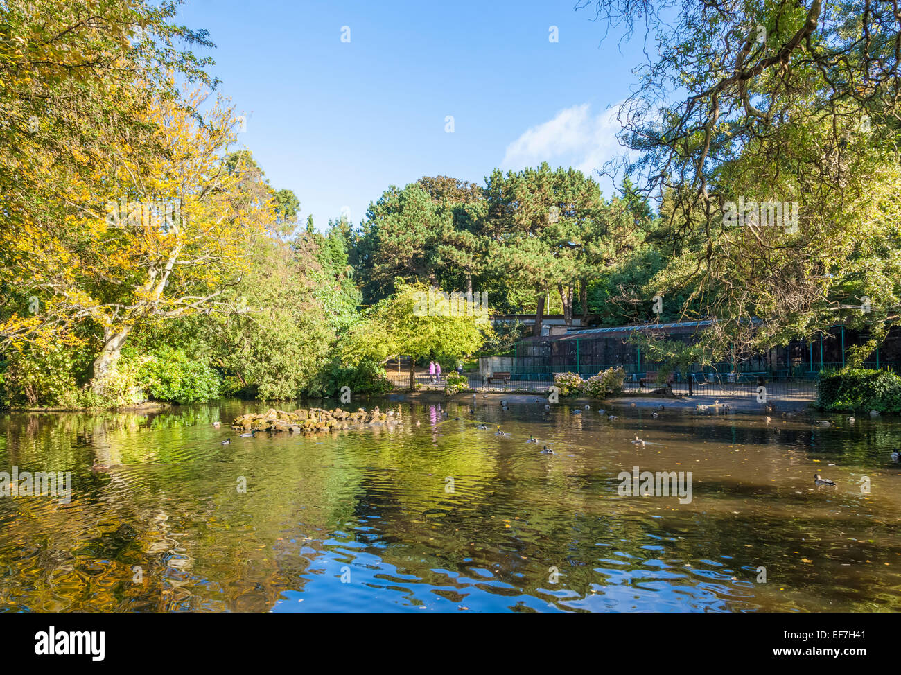 The lake at the Arboretum, a public park in the city of Nottingham, England, UK Stock Photo