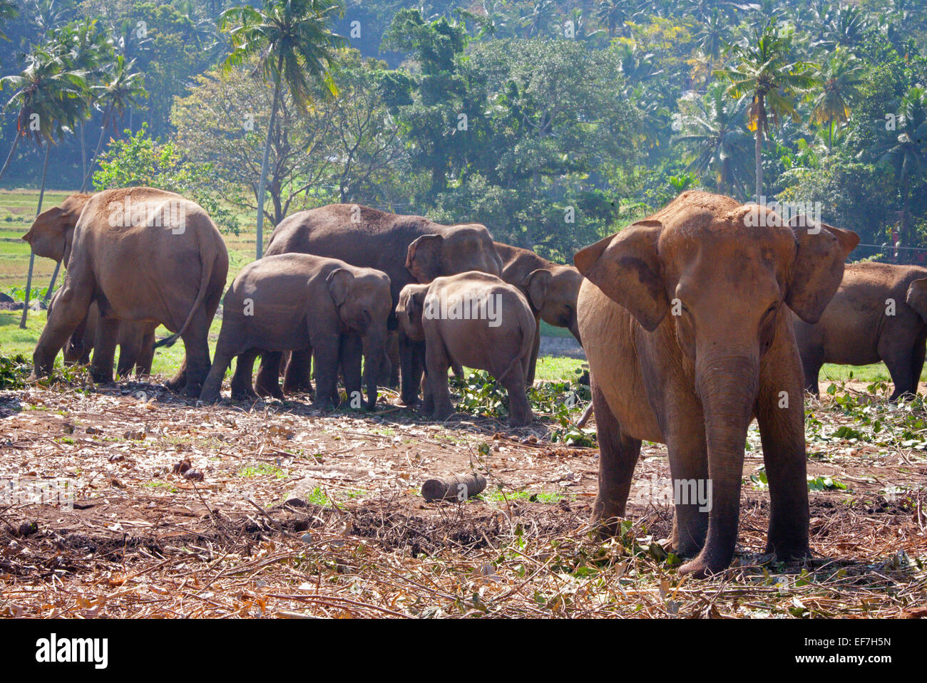 ELEPHANTS WITHIN THE ORPHANAGE Stock Photo Alamy