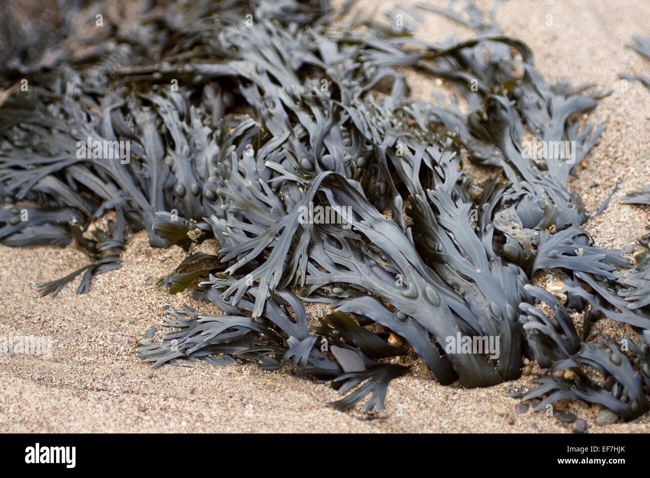 Bladderwrack seaweed hires stock photography and images Alamy