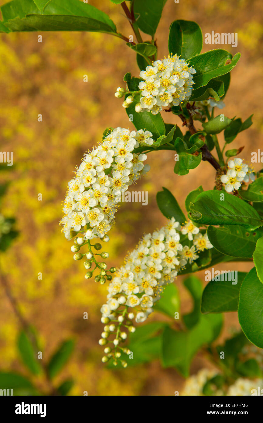 Choke cherry hires stock photography and images Alamy
