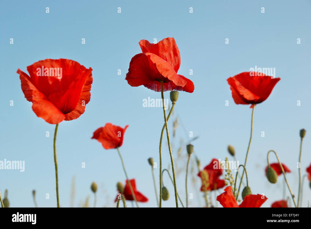 Beautiful red poppies with blue sky background Stock Photo - Alamy