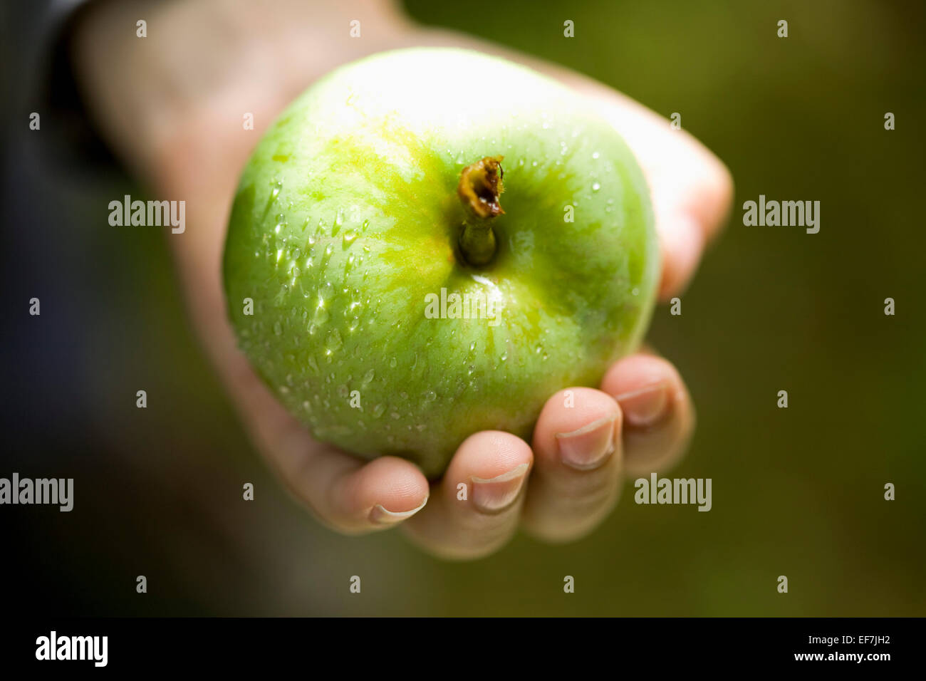 Hand holding fresh green apple Stock Photo