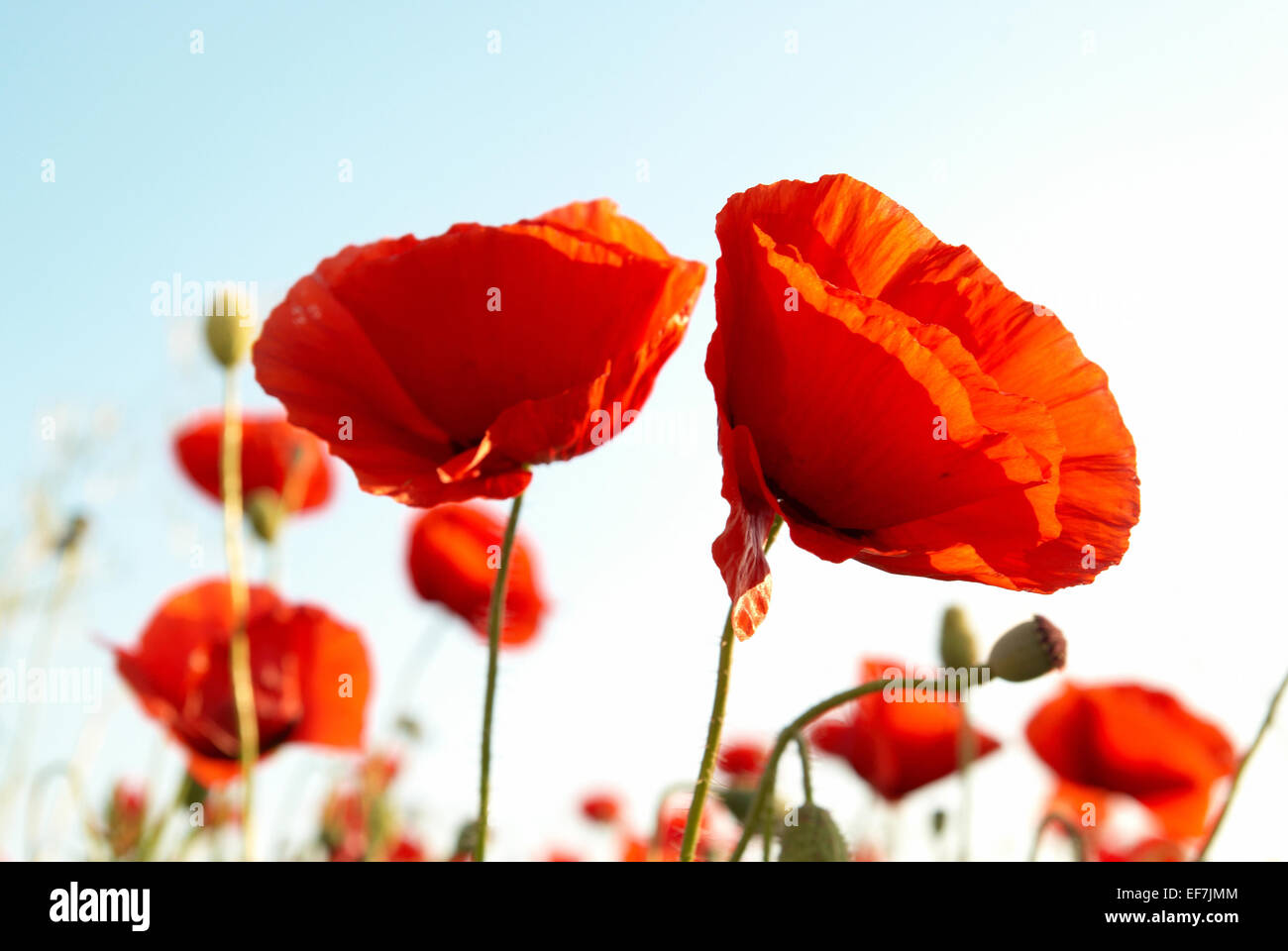 Beautiful red poppies with blue sky background Stock Photo - Alamy