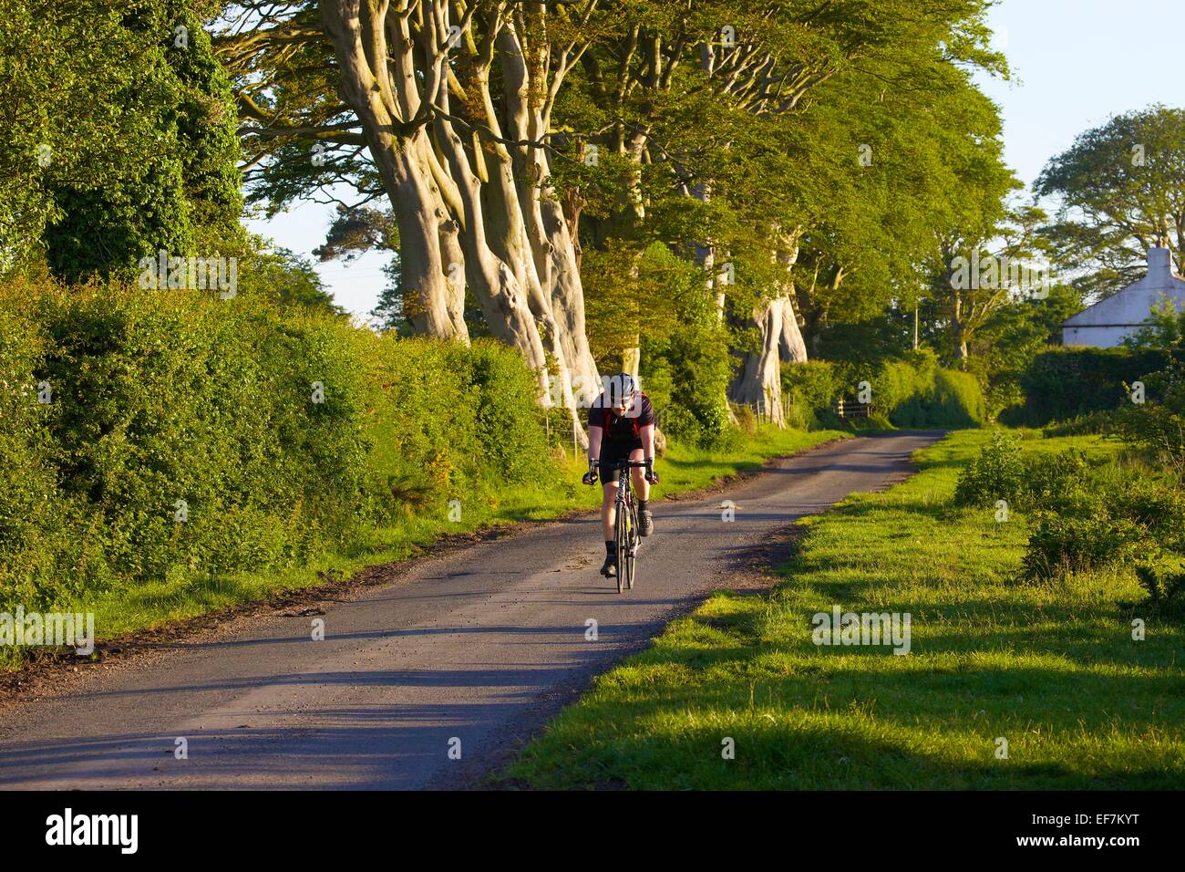 Cyclist on the Hadrian's Cycleway  Route near Scargavel Point, Cumbria, England, UK. Stock Photo
