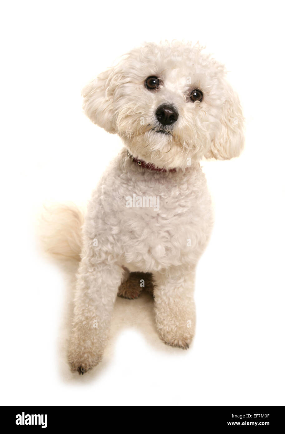 Poochon Single adult sitting in a studio Stock Photo